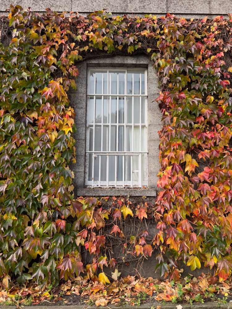 autumn leaves around window