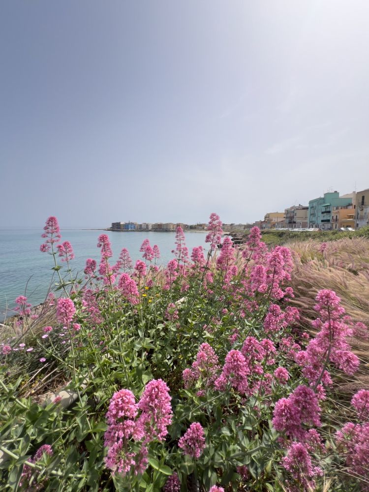 ocean view with flowers in foreground