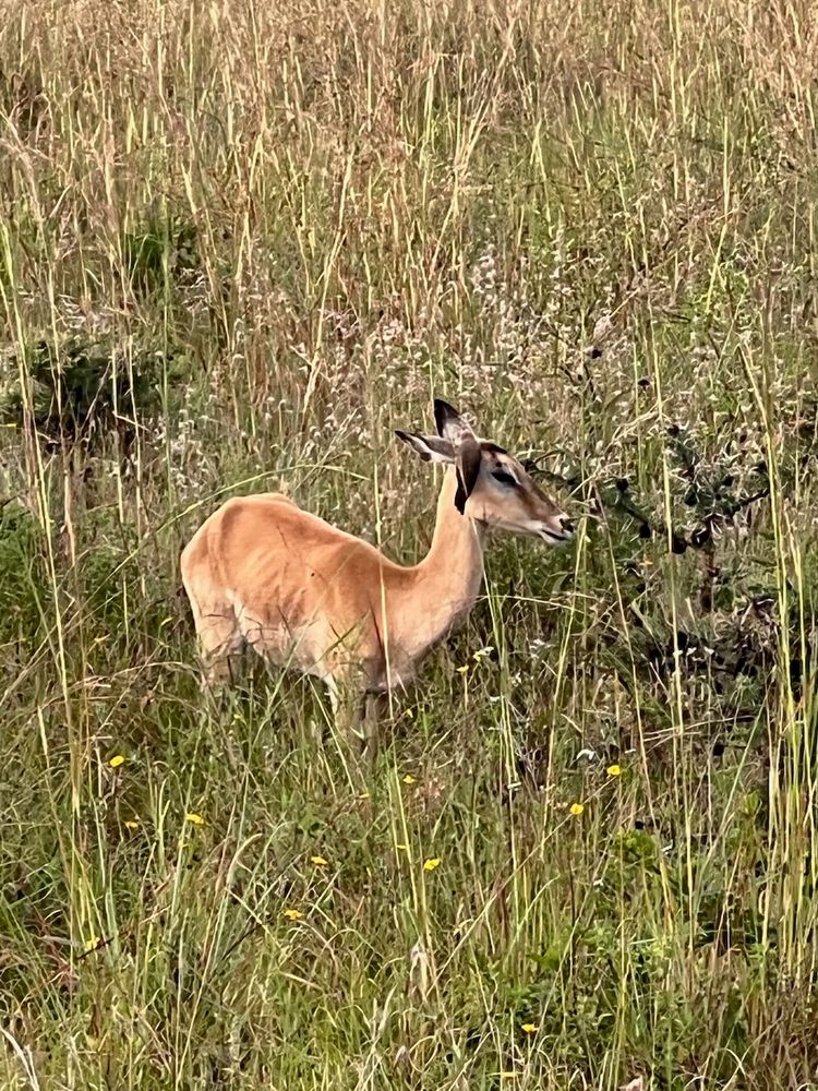 gazelle