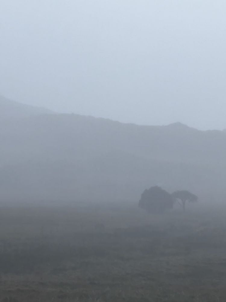 bog shrouded in fog