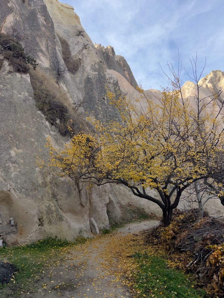 tree in bloom in canyon