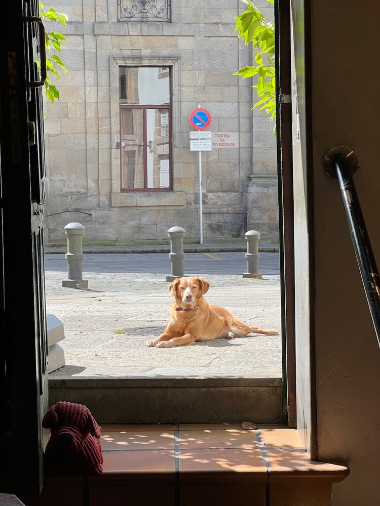 dog in front of door