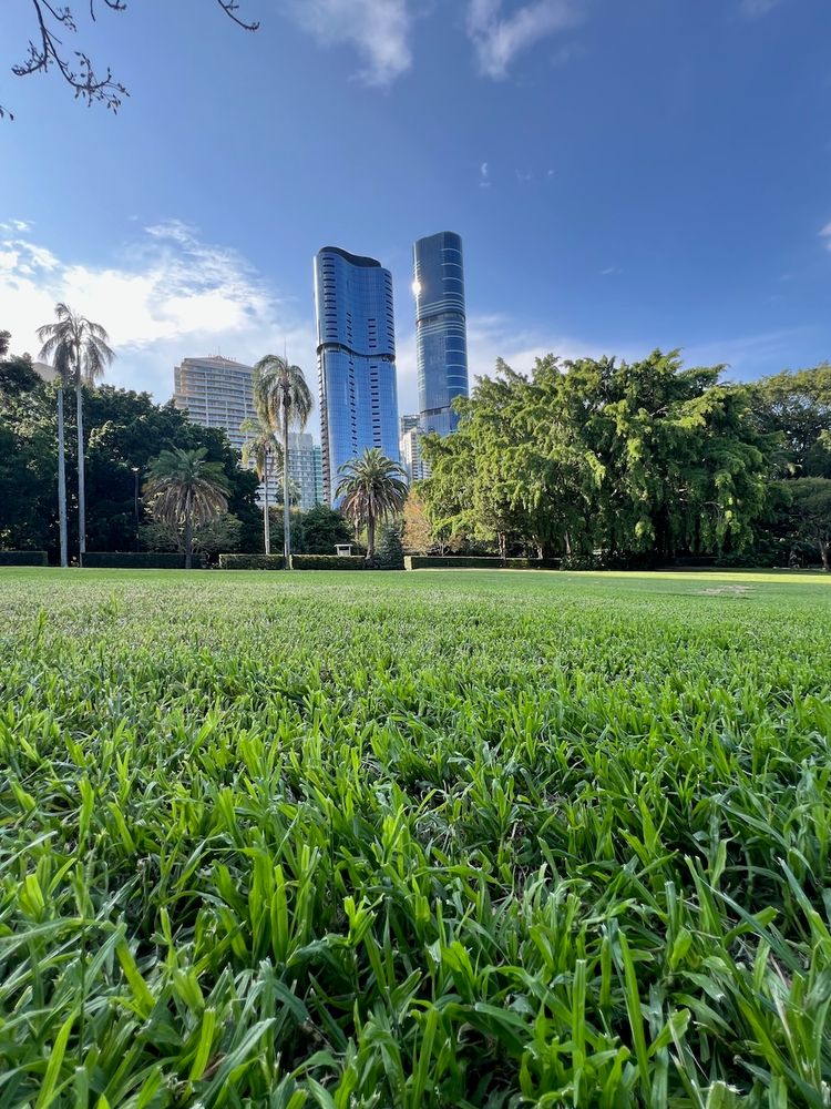 tall buildings from park