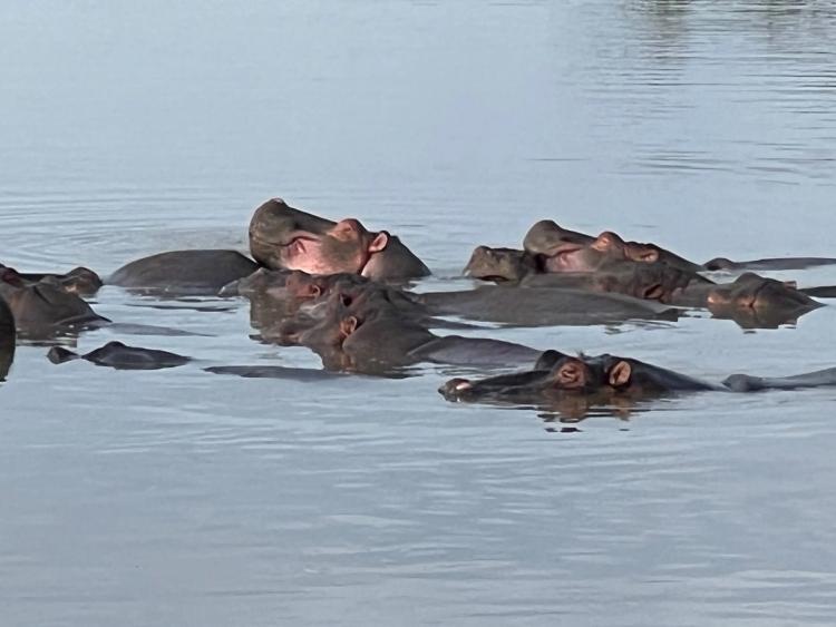 hippos