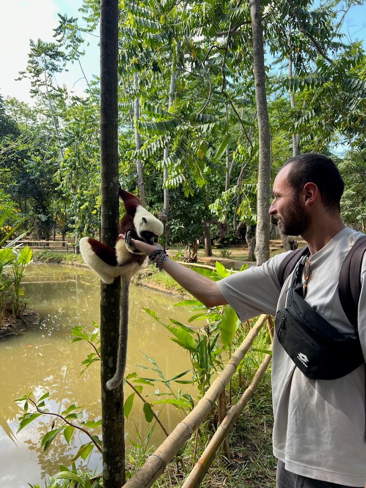 feeding a lemur