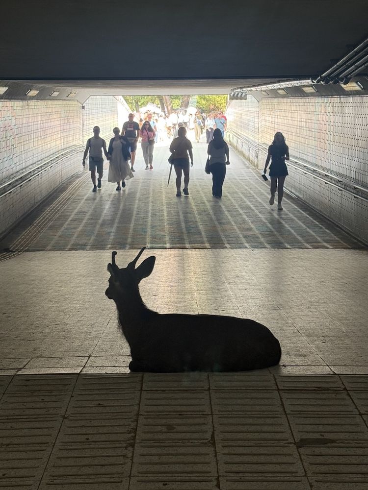 deer inside metro station