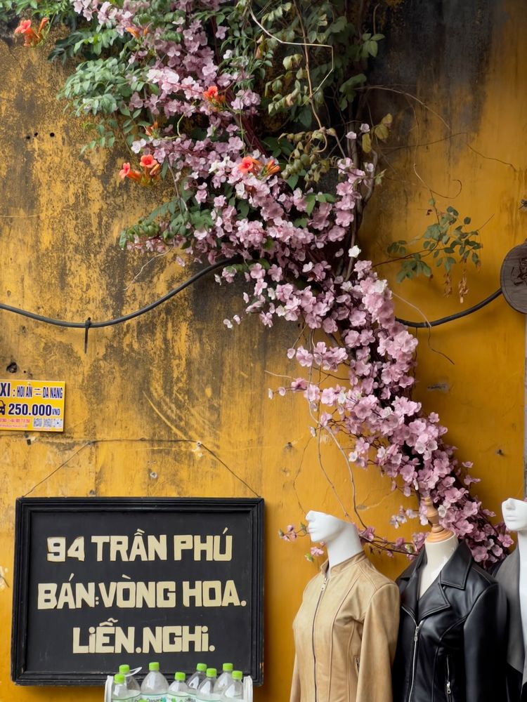 pink flowers against yellow wall