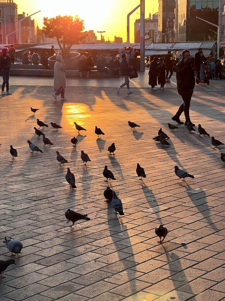 birds casting shadows at sunset