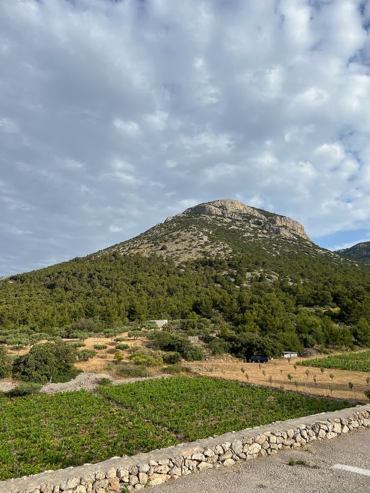 mountain with vineyard in foreground
