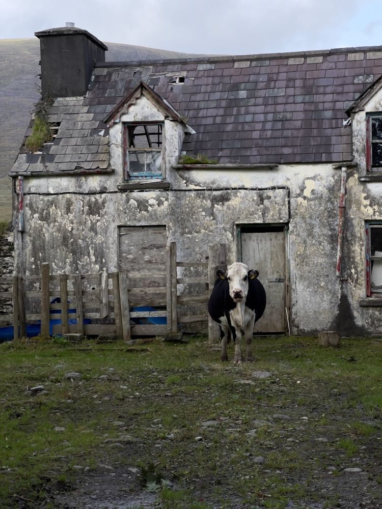 cow in front of abandoned house
