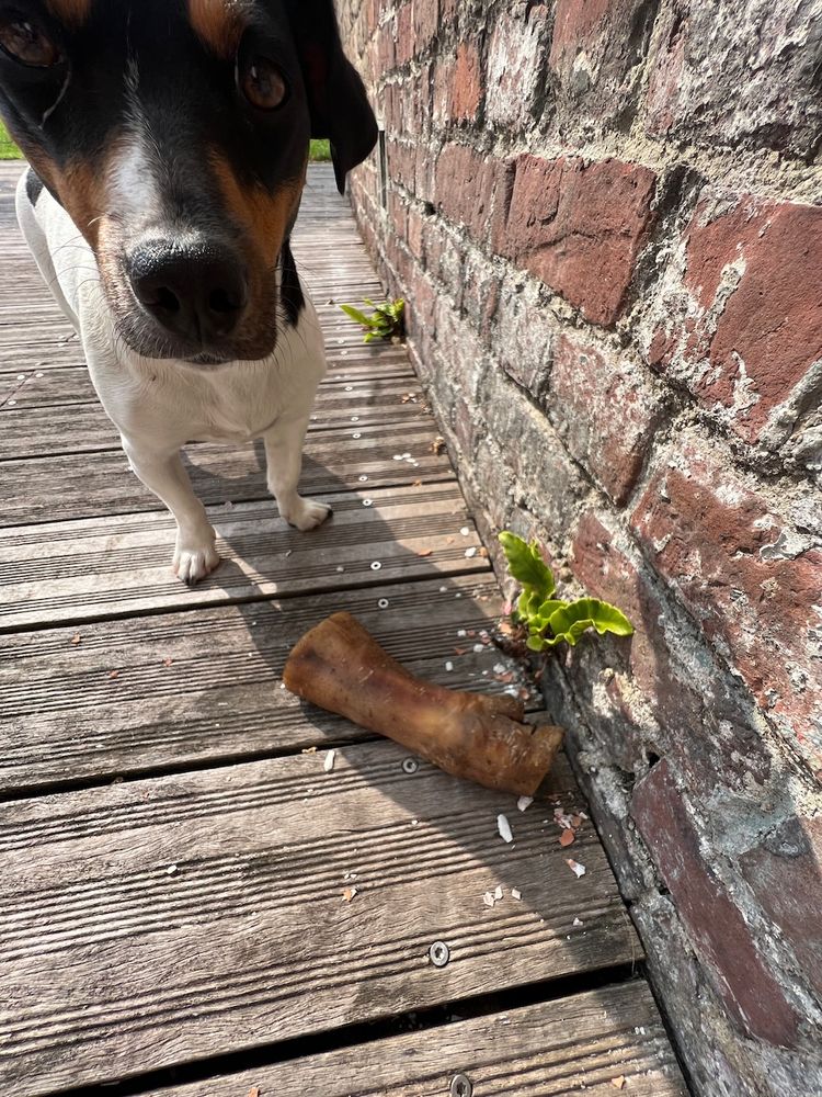 dog with bone