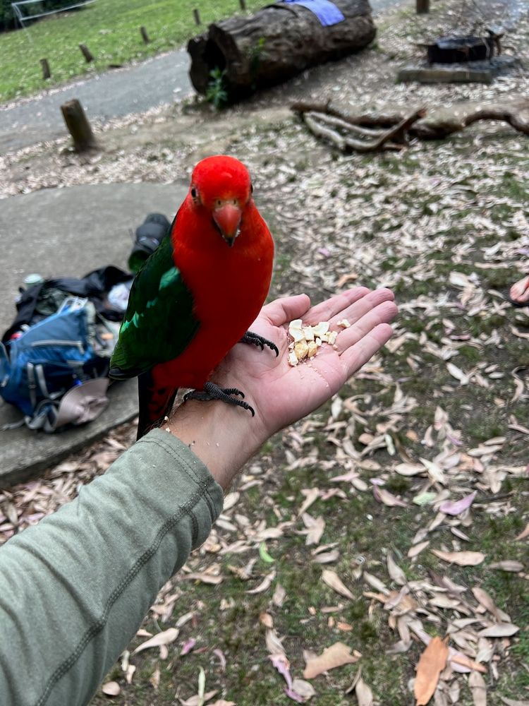 brightly colored bird