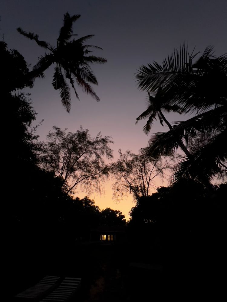 palm trees in silhouette