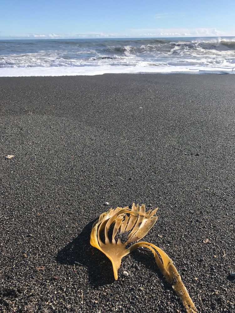 kelp on black sand beach