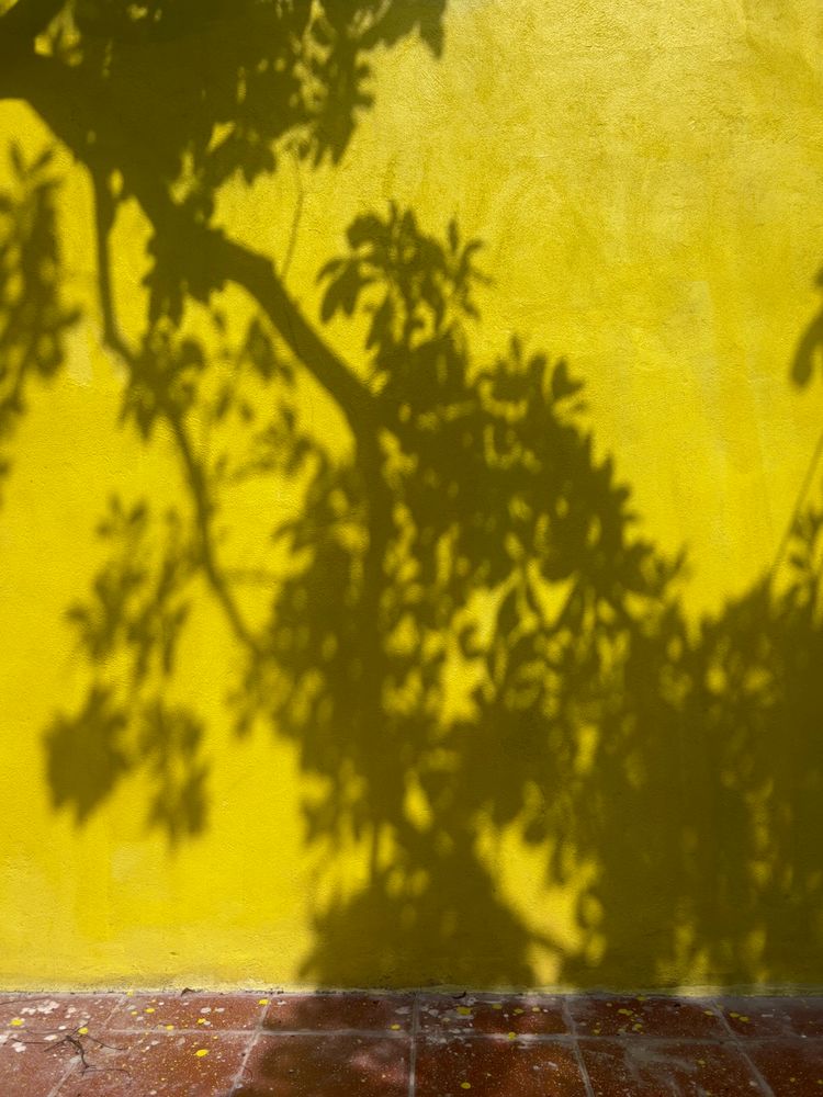 tree shadow on yellow wall