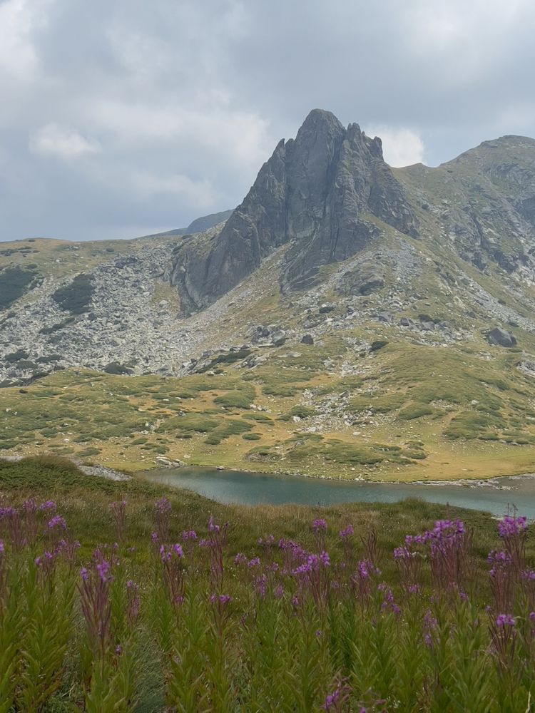 alpine flowers with lake and mountain in background