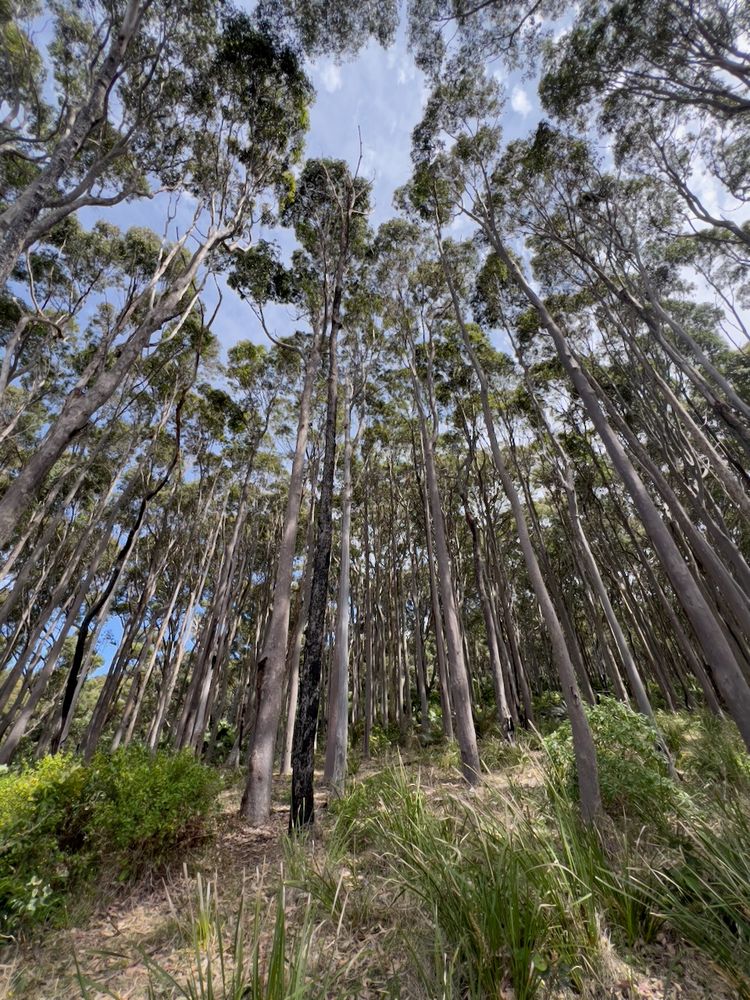 tree grove from below