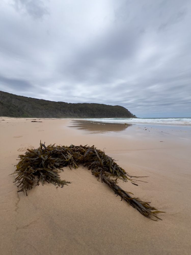 seaweed on beach