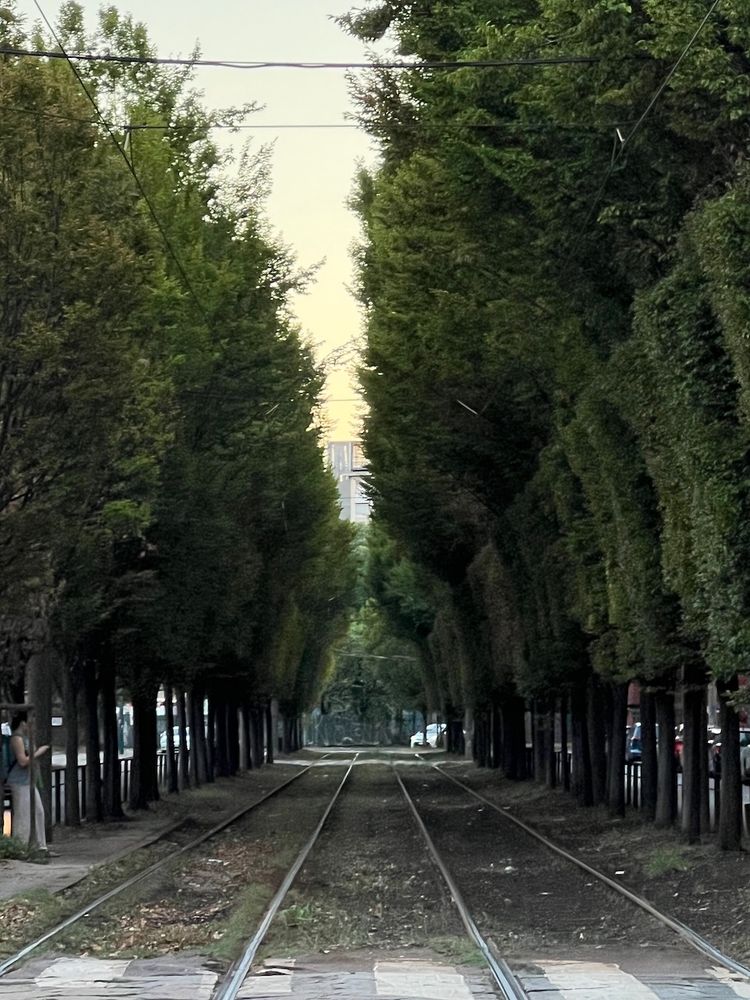 trees around train track