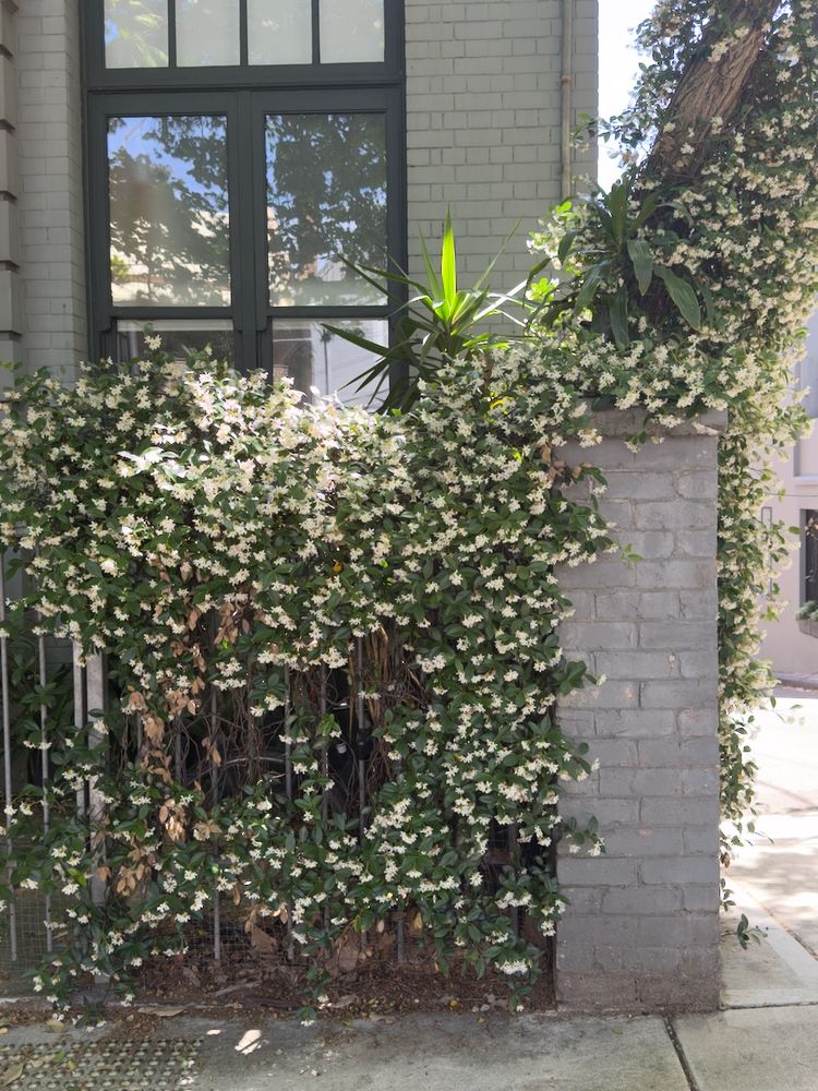 jasmine growing on fence