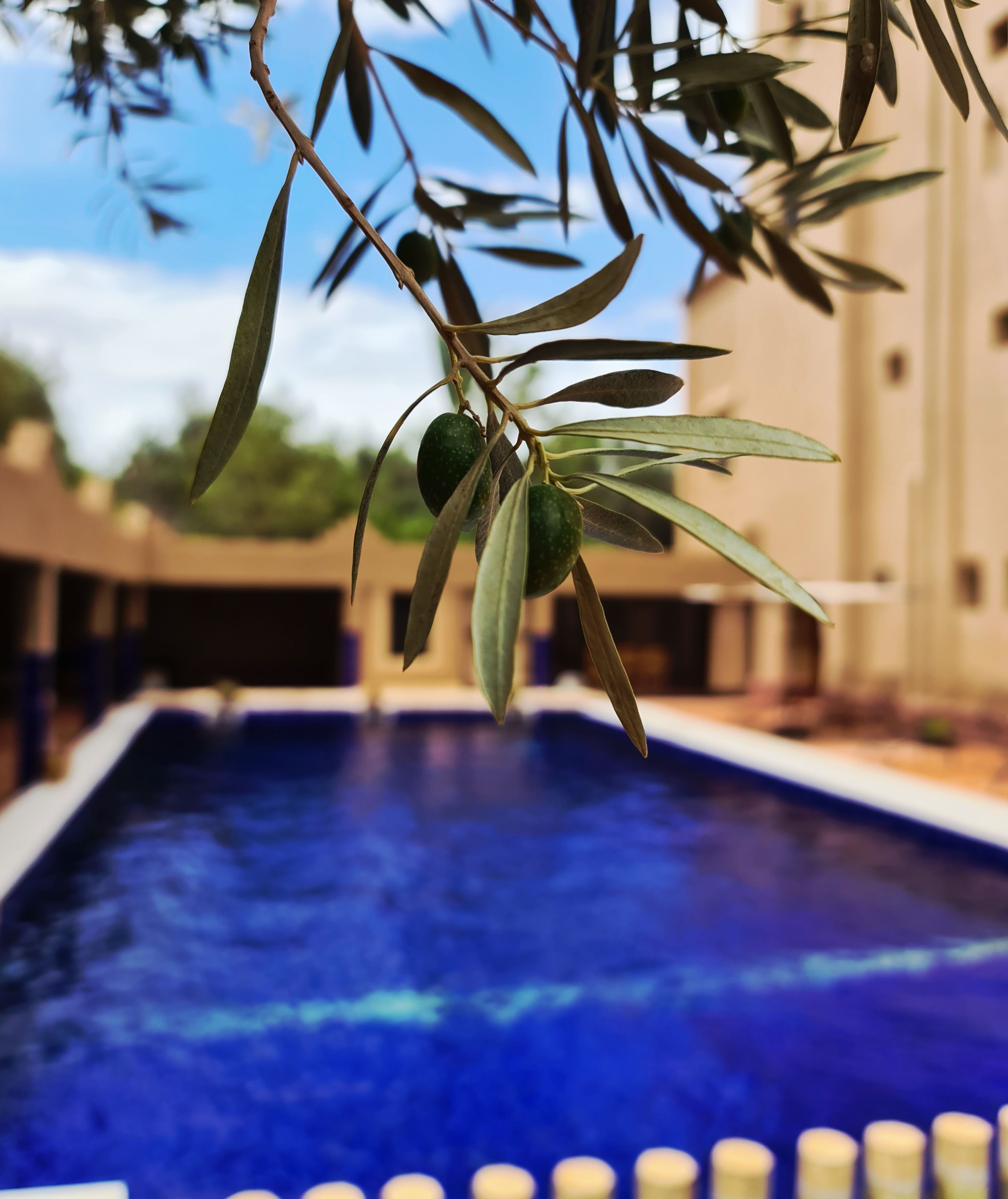 Branche d'olivier surplombant la piscine