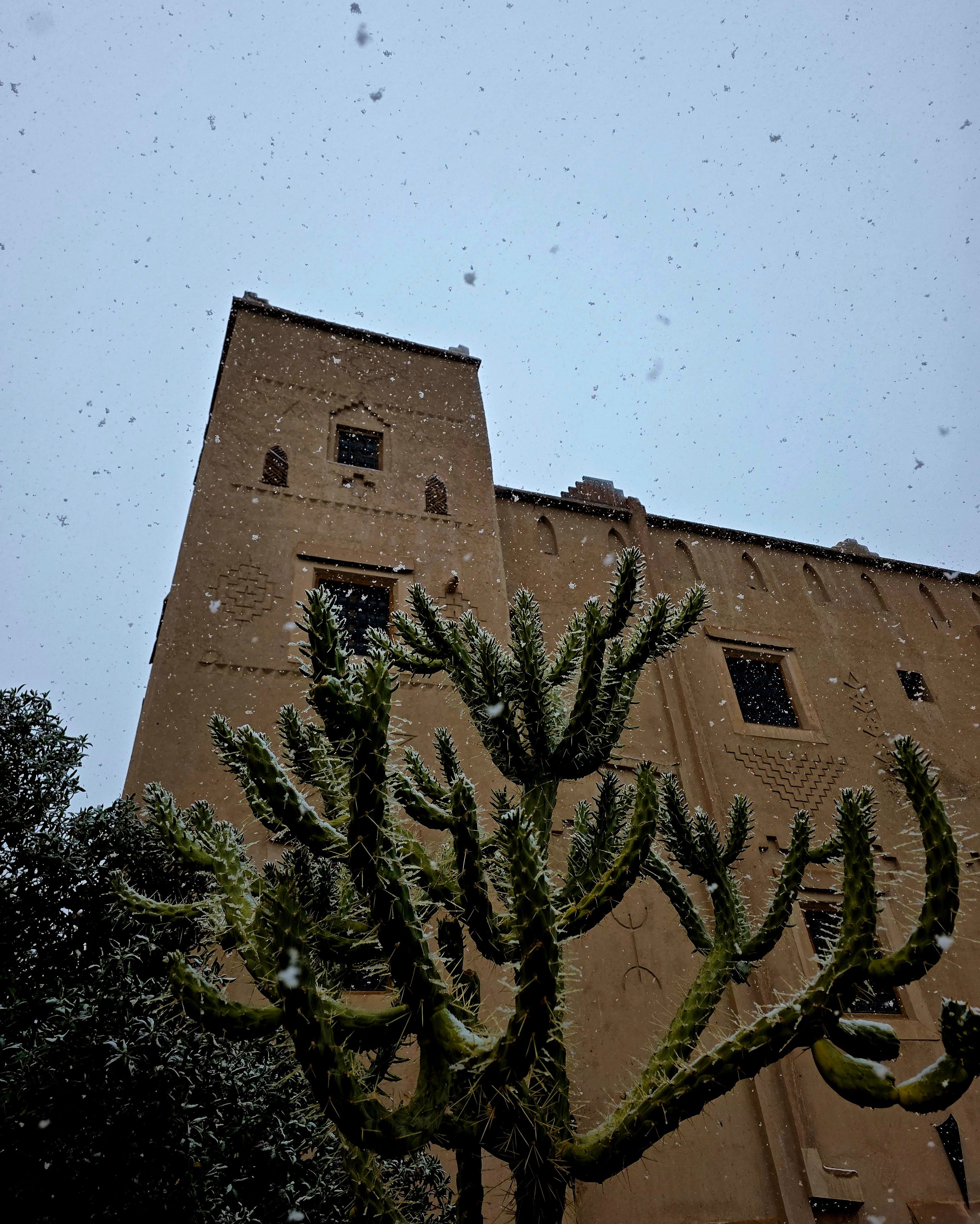 Jardin neige cactus