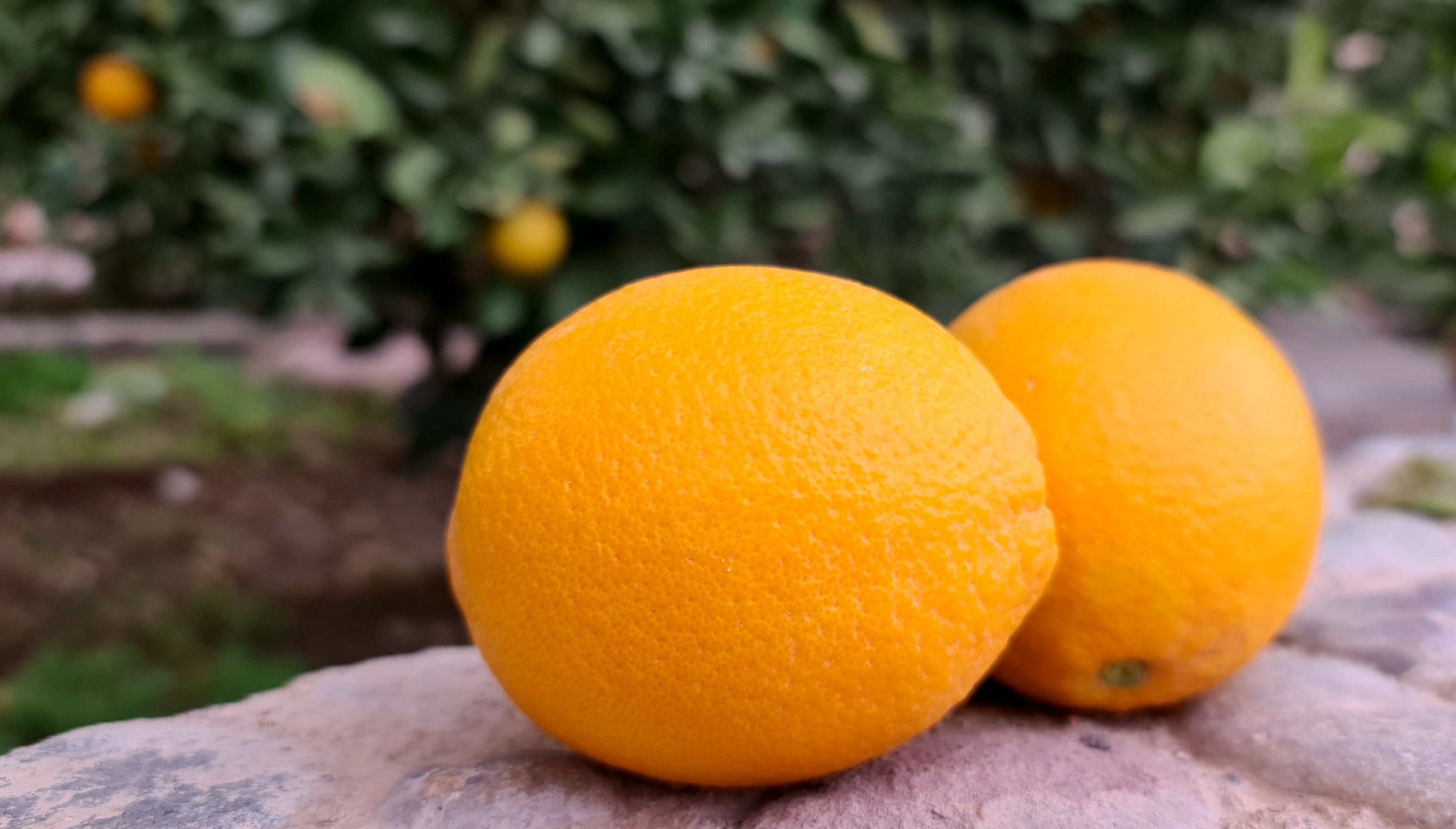 Oranges cueillies dans le jardin de la Kasbah