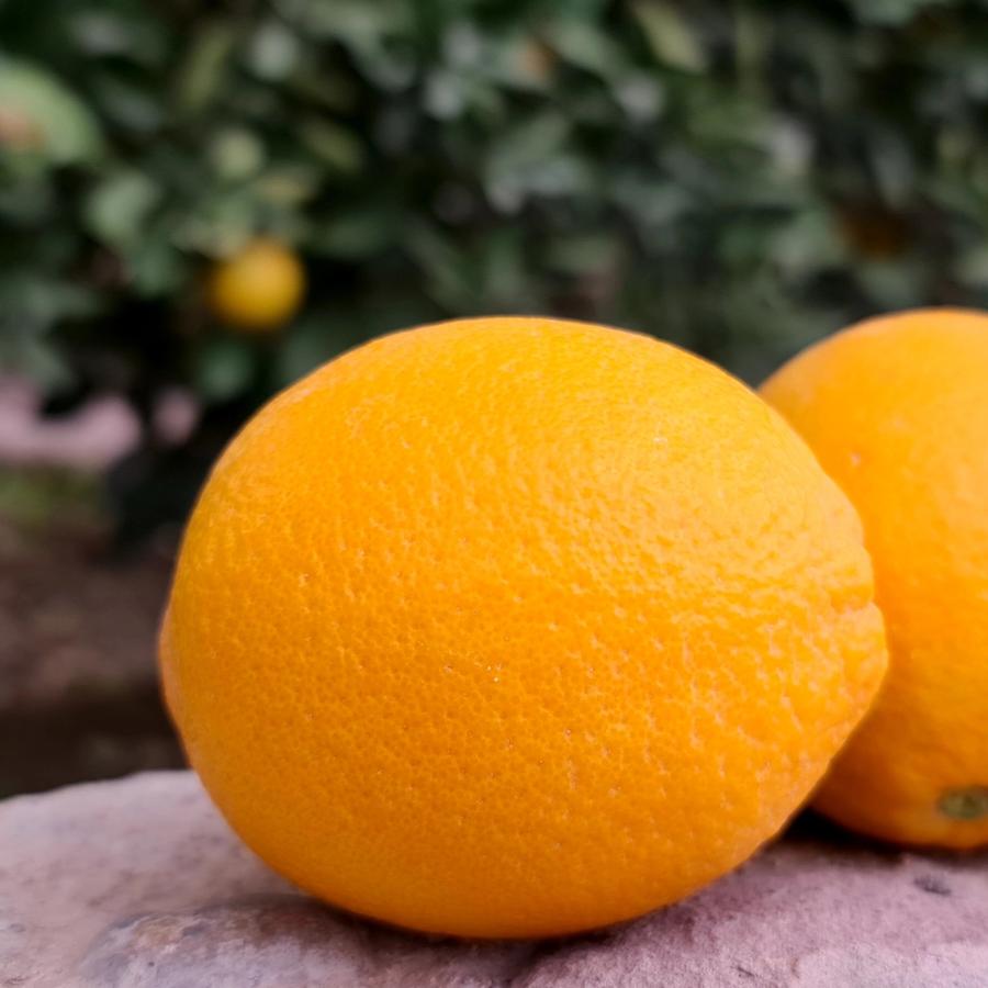 Oranges cueillies dans le jardin de la Kasbah