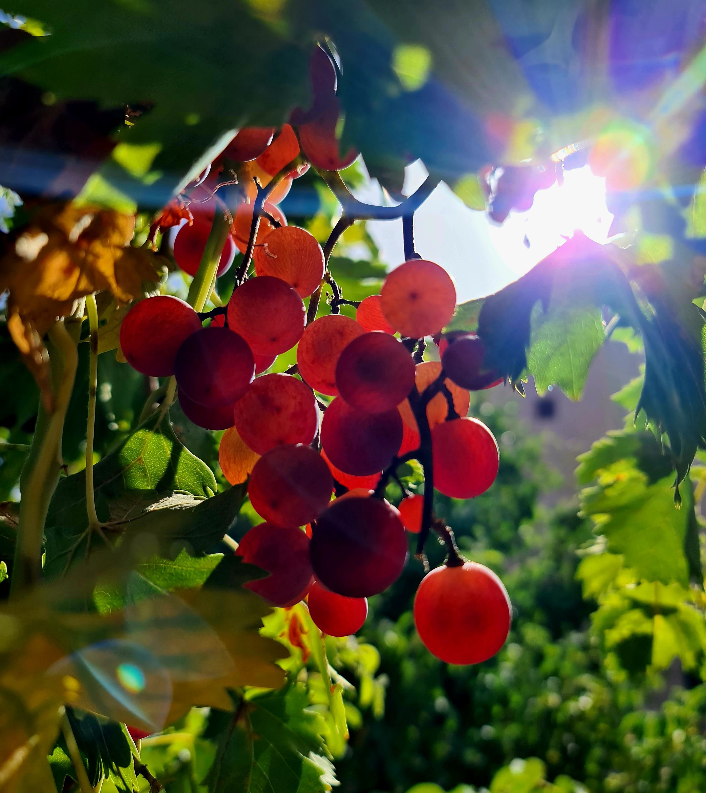 Grappe de raisin dans le jardin de la Kasbah