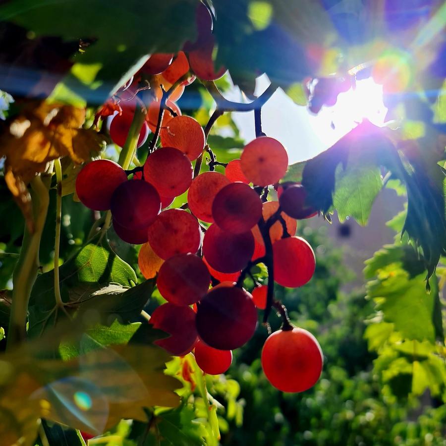 Grappe de raisin dans le jardin de la Kasbah