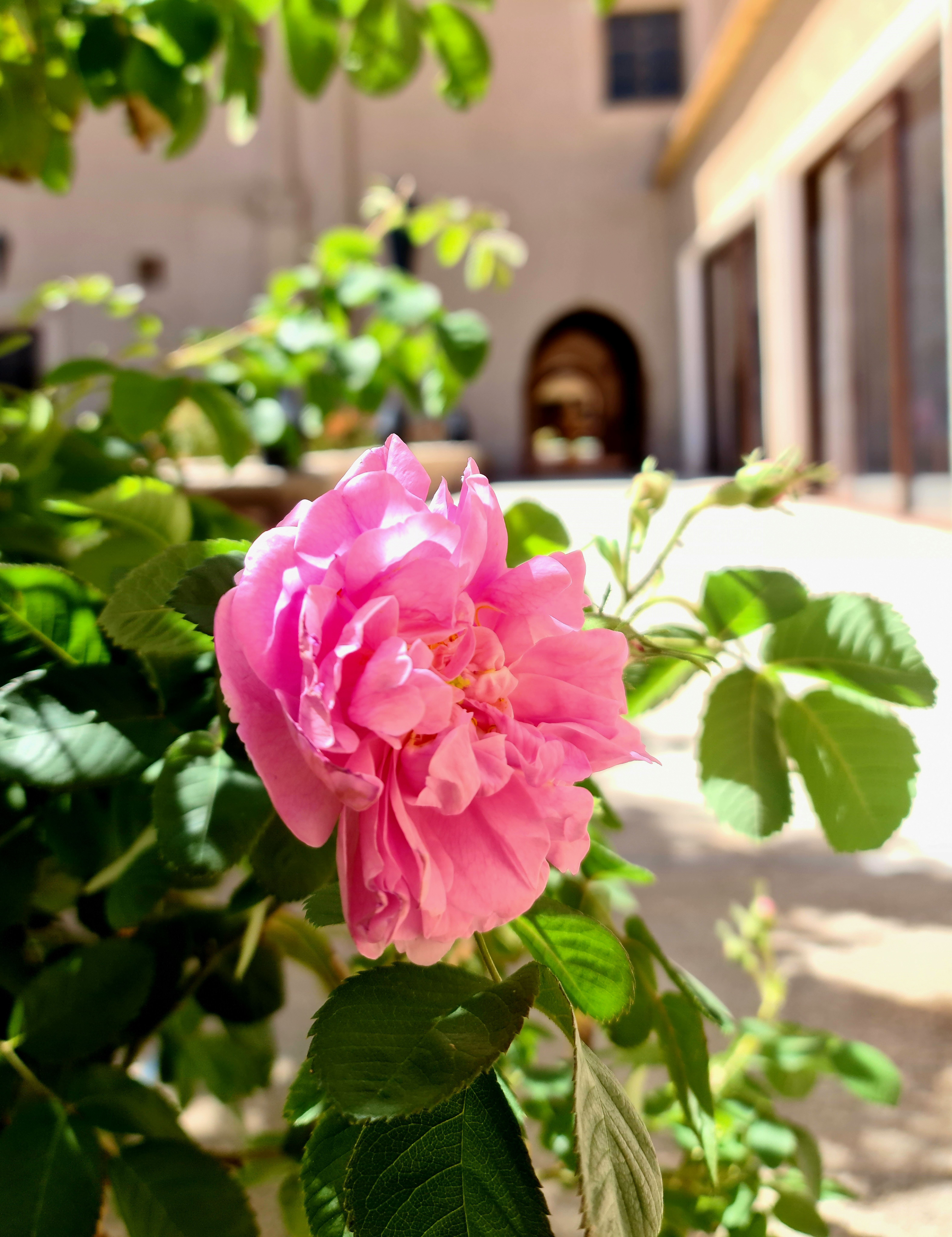Entrée principale de la Kasbah au milieu des roses de Damas