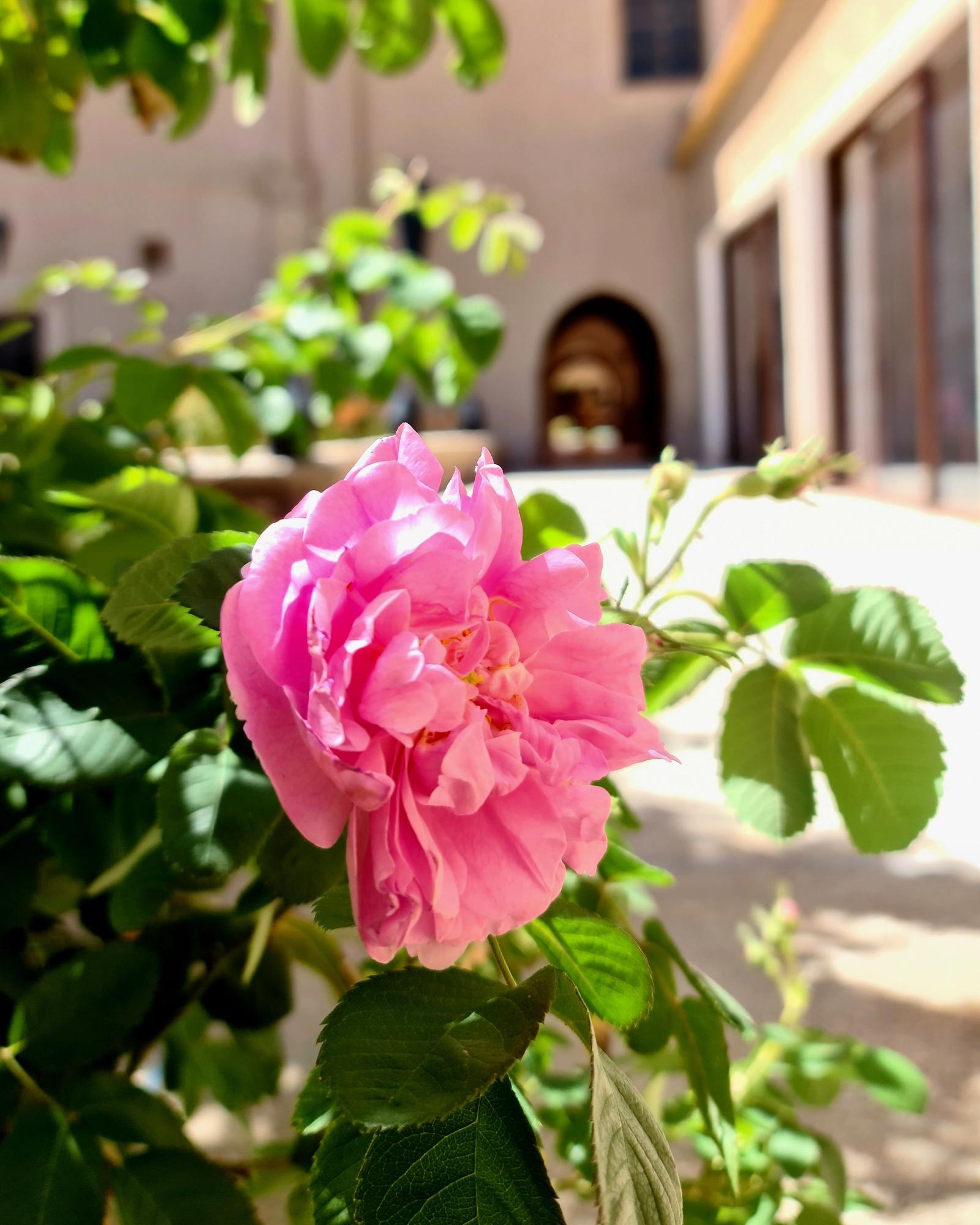 Entrée principale de la Kasbah au milieu des roses de Damas