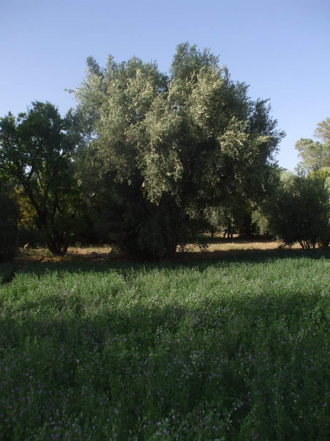 Jardins dans la palmeraie de Skoura