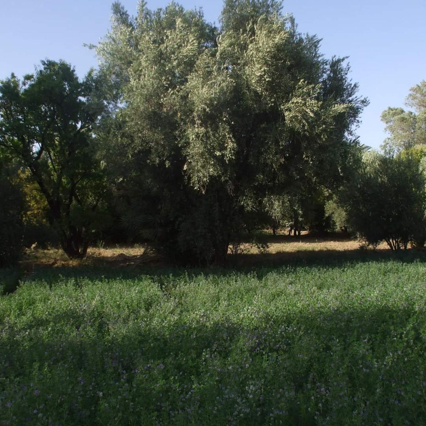 Jardins de la palmeraie de Skoura