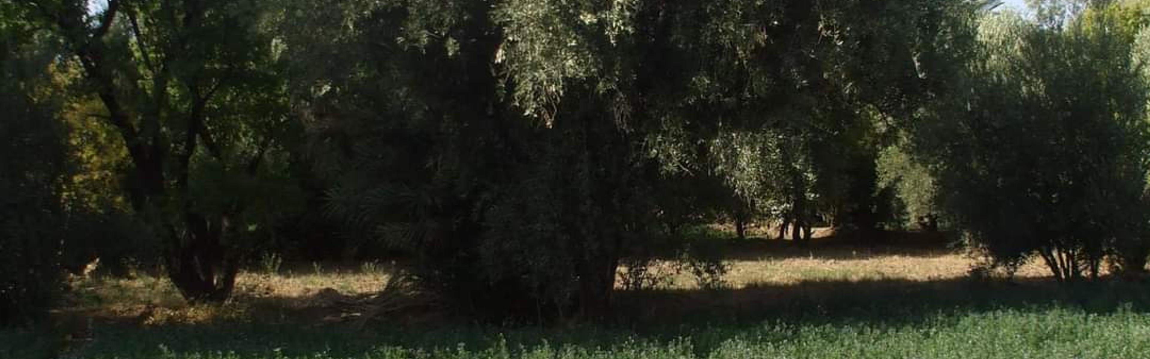 Jardins dans la palmeraie de Skoura