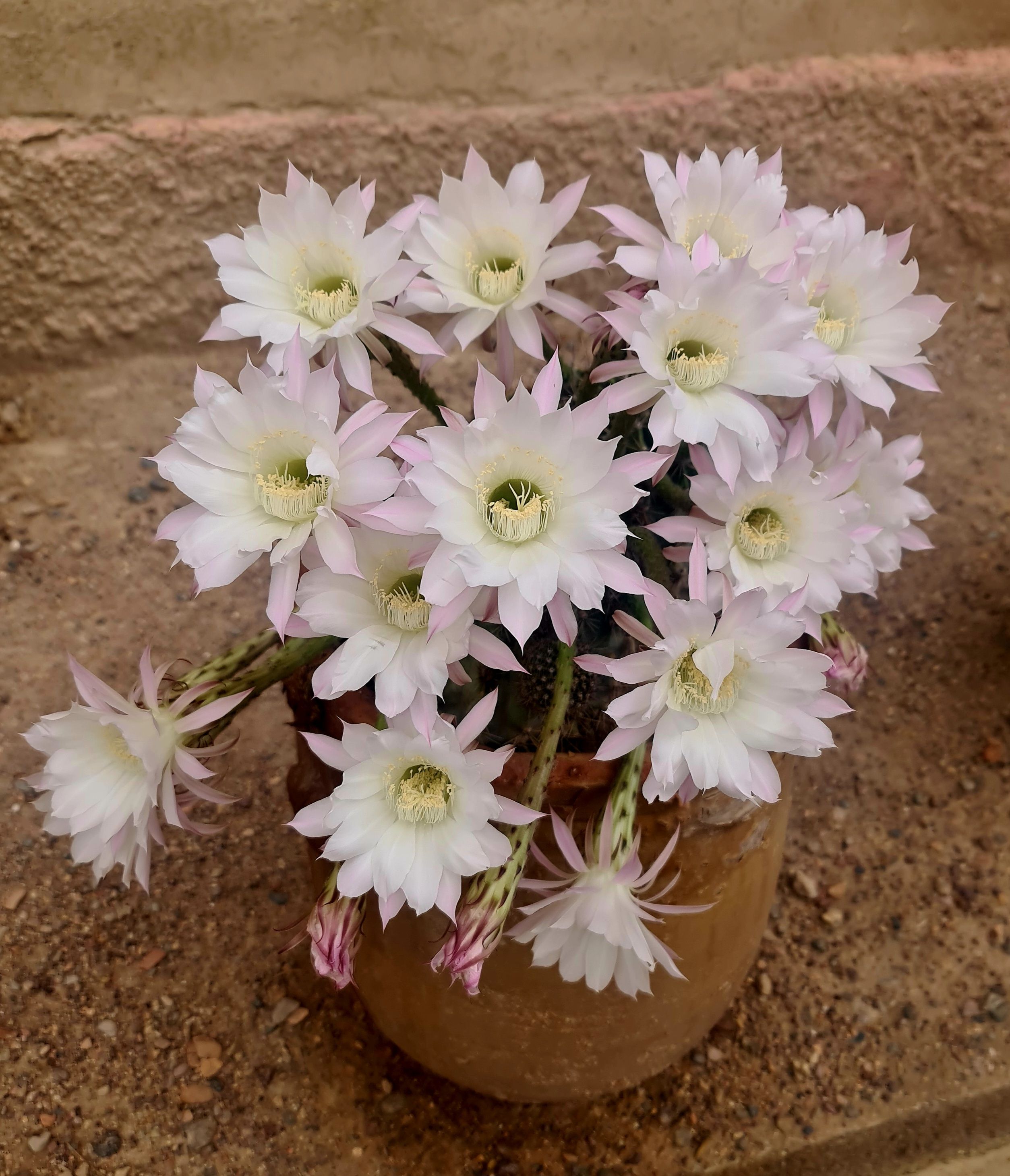 Fleur de cactus au crépuscule dans le jardin