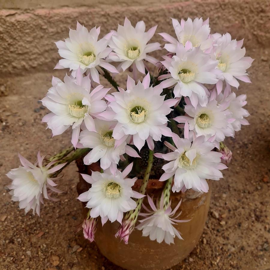 Fleur de cactus au crépuscule dans le jardin