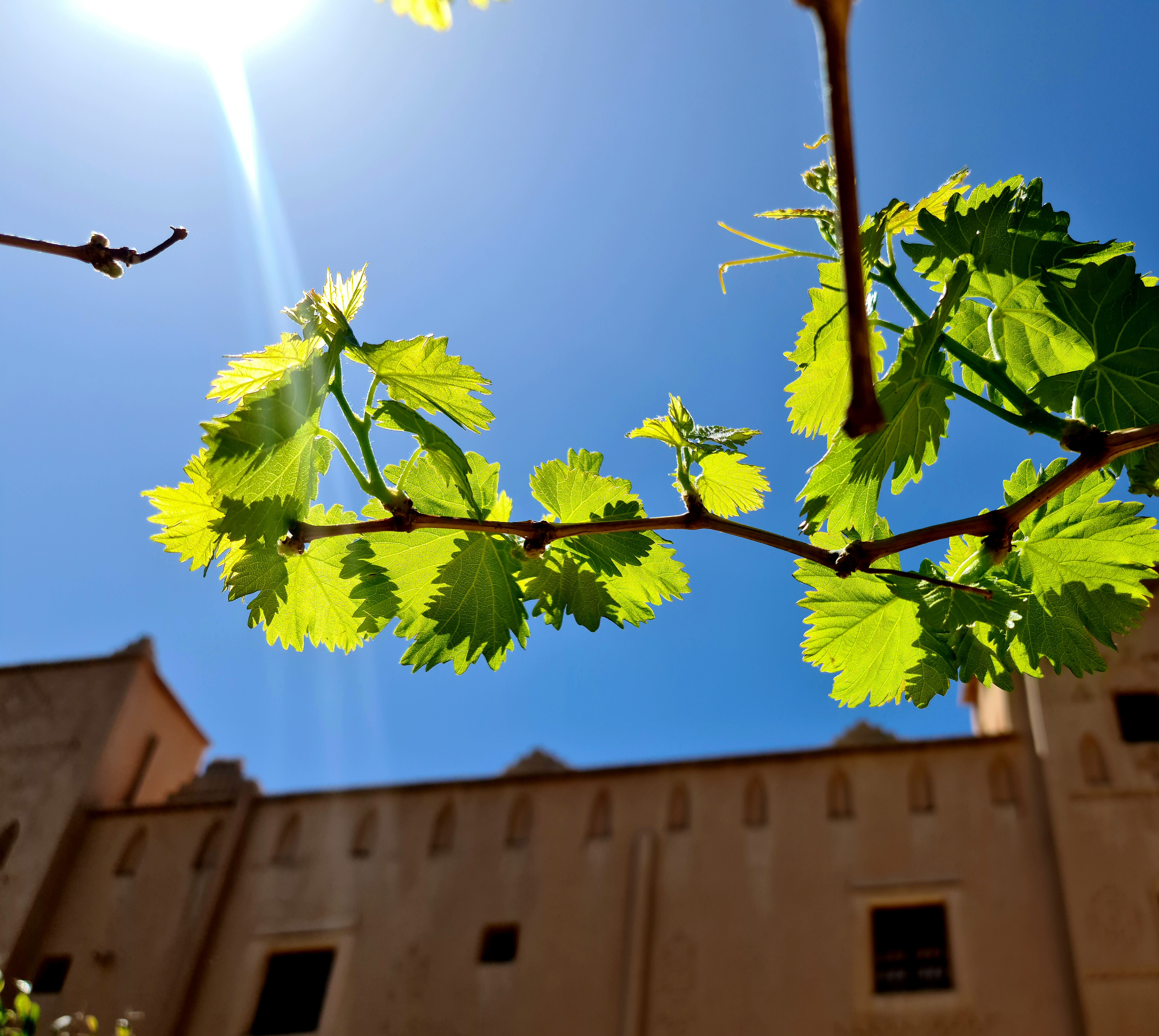 Vigne dans le jardin soleil et façade