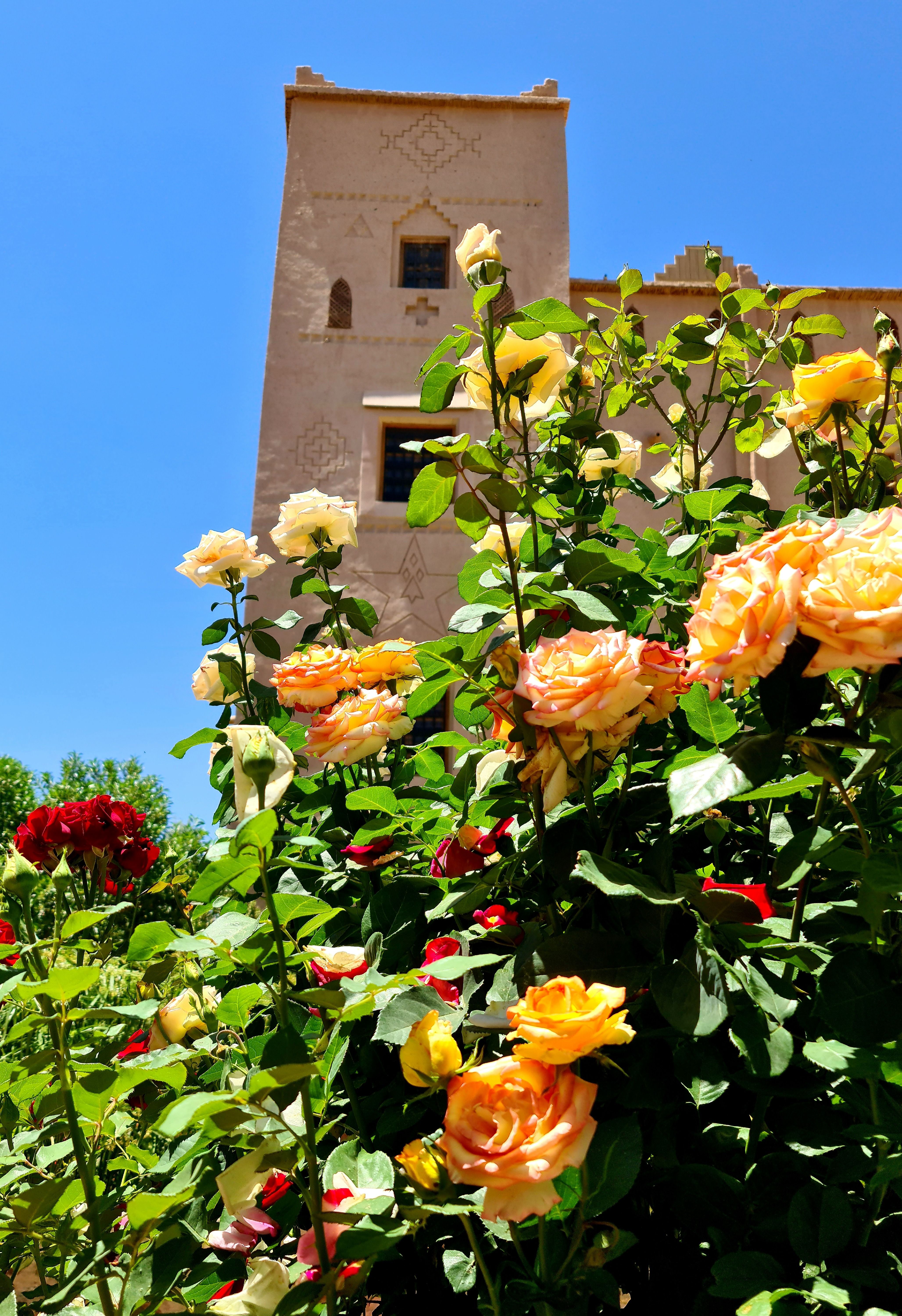 Jardin fleurs (1)