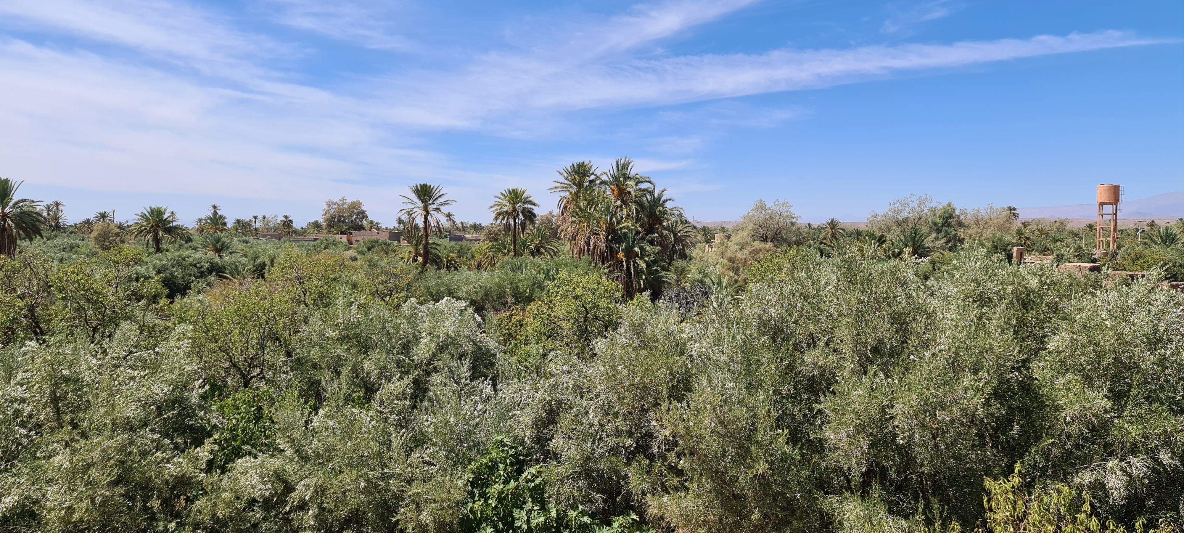 Vue de la terrasse d_une suite sur oasis de Skoura