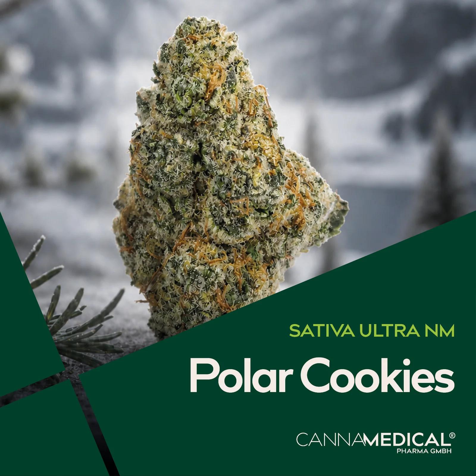 Cannamedical – gros plan d'une fleur de variété unique