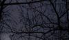 Tree branches against a dark sky