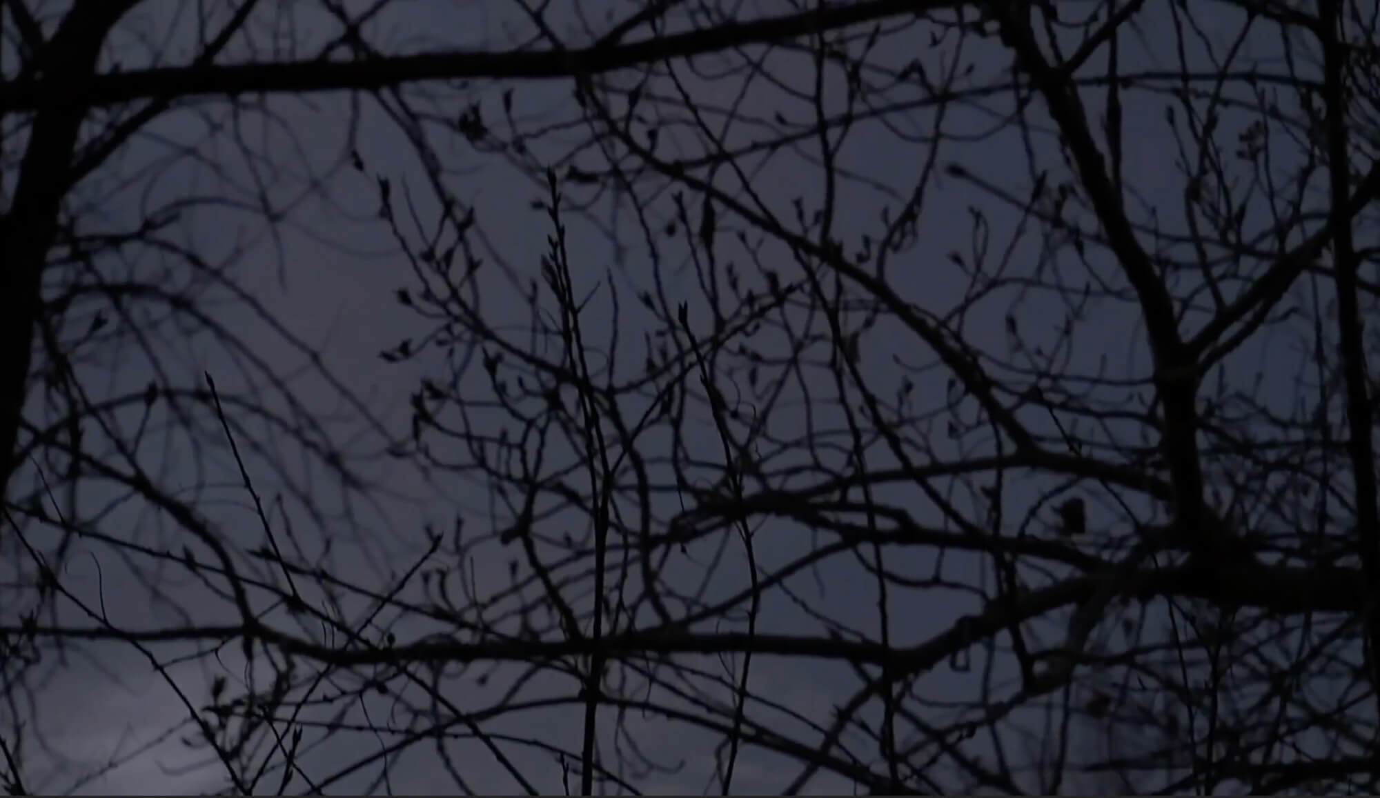 Tree branches against a dark sky