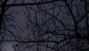 Tree branches against a dark sky