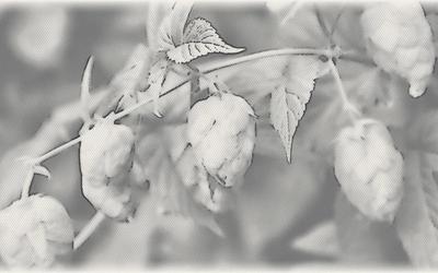 Image for Farmer Brewery License in Massachusetts: Rules, Fees, Renewals