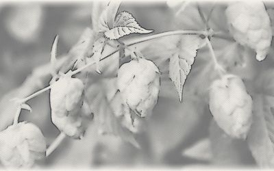 Image for Farmer Brewery License in Massachusetts: Rules, Fees, Renewals
