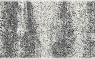 Image for Mold Assessor License Requirements: NY, TX, FL, DC and LA