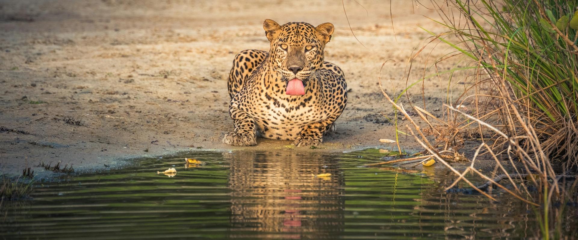 Sri Lankan leopard resting by a waterhole and licking its lips in Wilpattu National Park, Sri Lanka