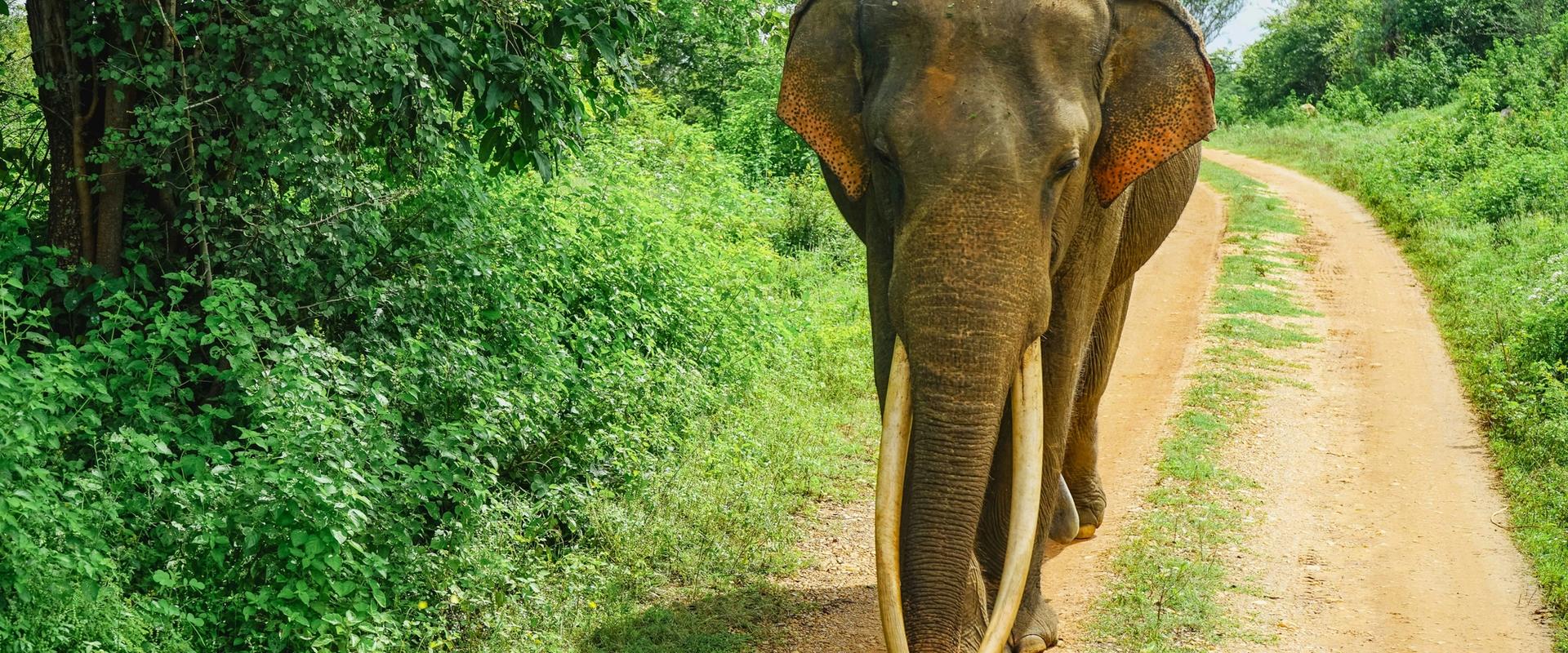 Wild Asian elephant with long tusks walking along a dirt safari road in Udawalawe National Park, Sri Lanka, surrounded by lush green forest vegetation on a sunny day.