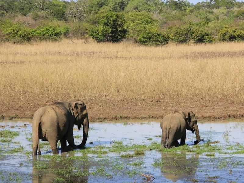 Wild elephants wading through a waterhole in Yala National Park, Sri Lanka